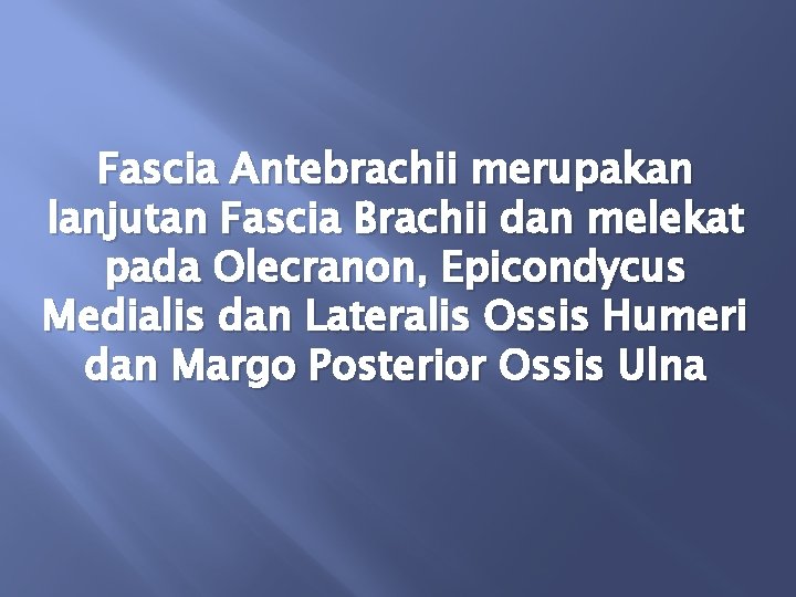 Fascia Antebrachii merupakan lanjutan Fascia Brachii dan melekat pada Olecranon, Epicondycus Medialis dan Lateralis