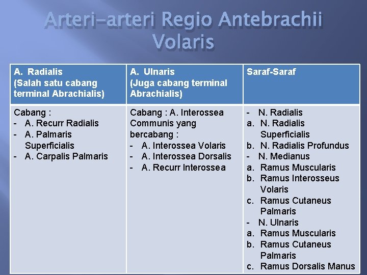 Arteri-arteri Regio Antebrachii Volaris A. Radialis (Salah satu cabang terminal Abrachialis) A. Ulnaris (Juga