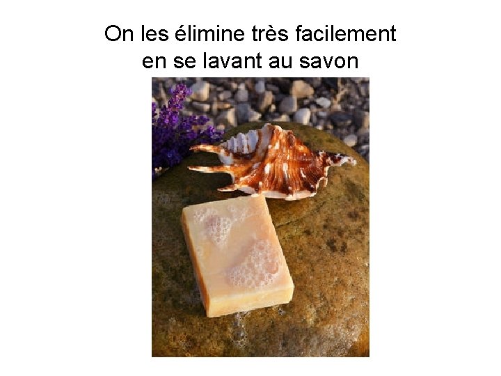 On les élimine très facilement en se lavant au savon 