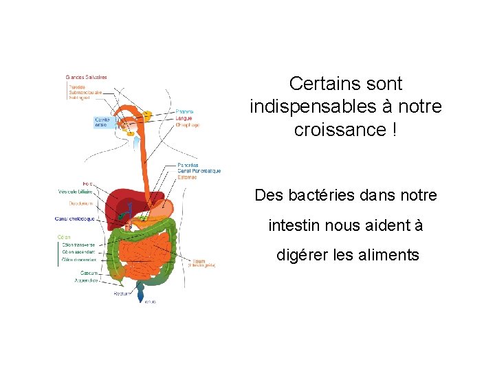 Certains sont indispensables à notre croissance ! Des bactéries dans notre intestin nous aident