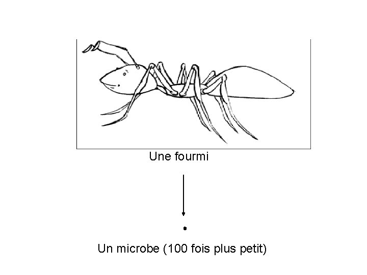 Une fourmi Un microbe (100 fois plus petit) 