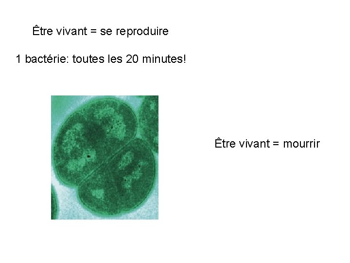 Être vivant = se reproduire 1 bactérie: toutes les 20 minutes! Être vivant =