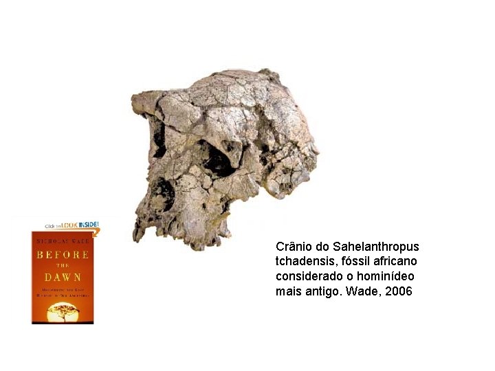 Crânio do Sahelanthropus tchadensis, fóssil africano considerado o hominídeo mais antigo. Wade, 2006 