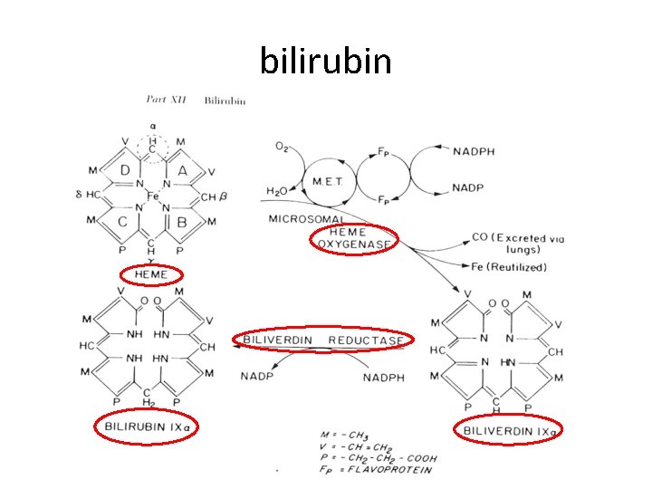 bilirubin 