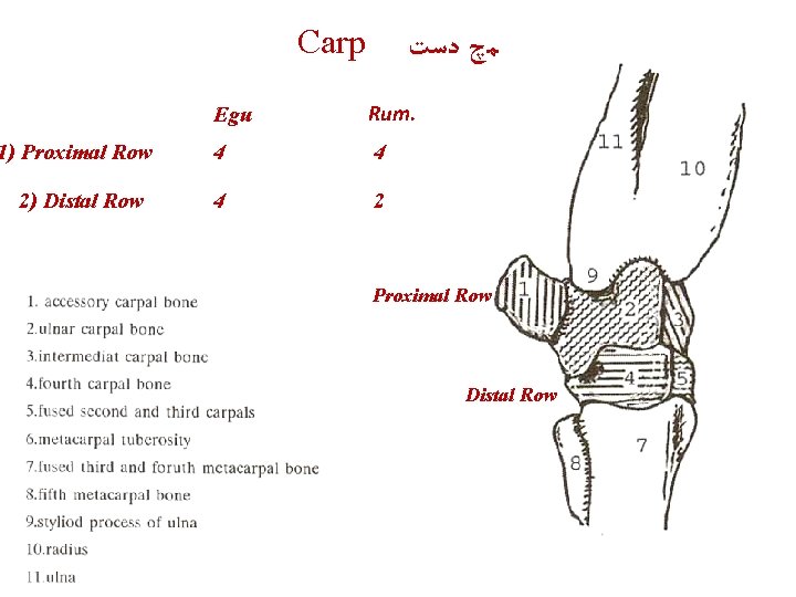 Carp 1) Proximal Row 2) Distal Row ﻣچ ﺩﺳﺖ Egu Rum. 4 4 4