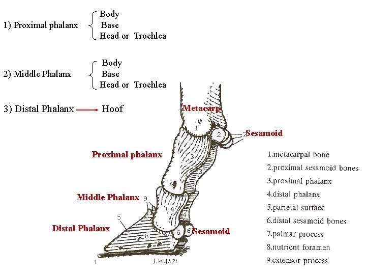 1) Proximal phalanx Body Base Head or Trochlea 2) Middle Phalanx Body Base Head