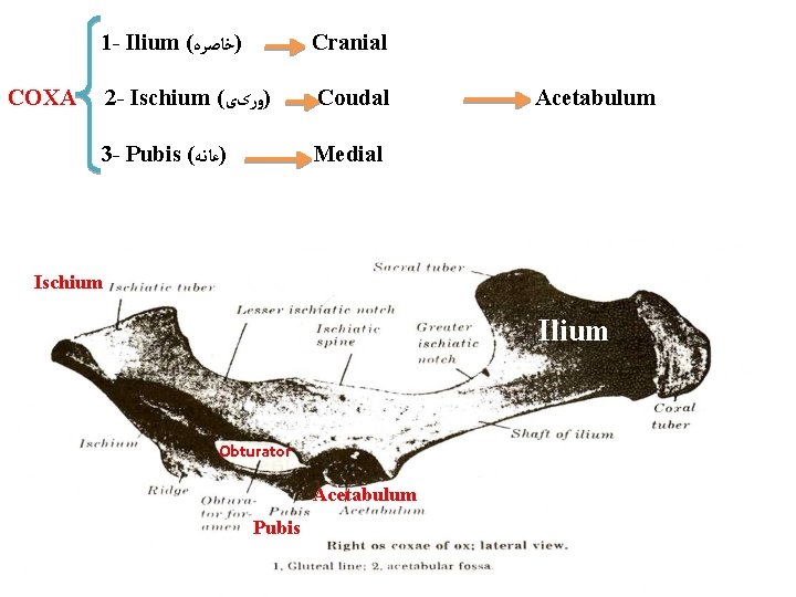 1 - Ilium ( )ﺧﺎﺻﺮﻩ Cranial 2 - Ischium ( )ﻭﺭکی Coudal 3 -