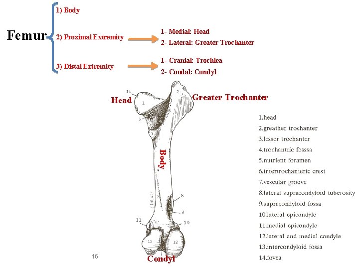 1) Body Femur 2) Proximal Extremity 3) Distal Extremity 1 - Medial: Head 2