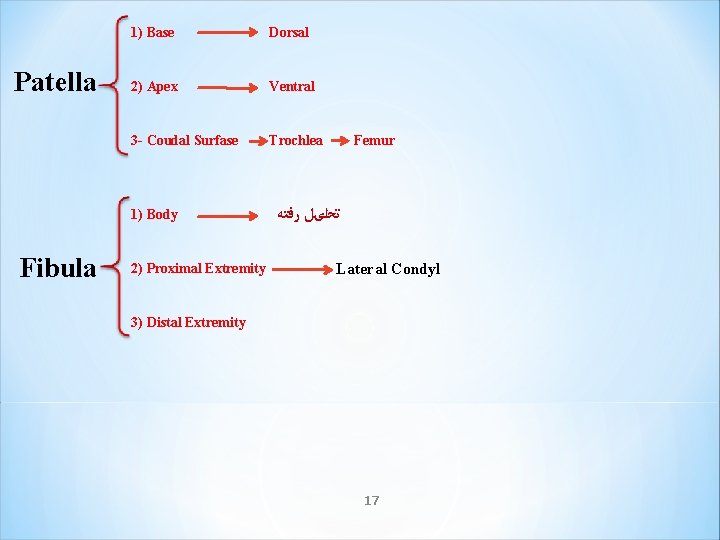 Patella 1) Base Dorsal 2) Apex Ventral 3 - Coudal Surfase Trochlea 1) Body