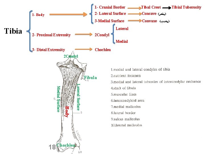 1 - Body Tibia 1 - Cranial Border Tibal Crest 2 - Lateral Surface