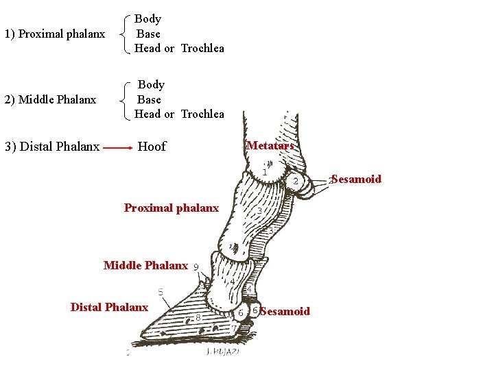 1) Proximal phalanx Body Base Head or Trochlea 2) Middle Phalanx Body Base Head