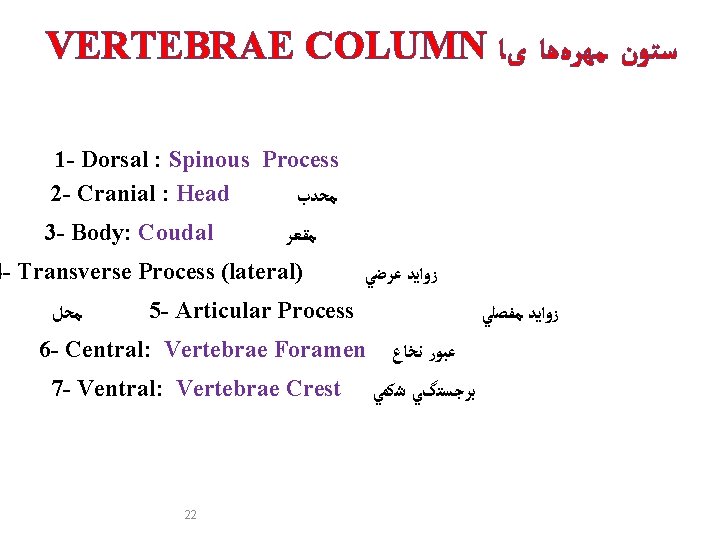 VERTEBRAE COLUMN ﺳﺘﻮﻥ ﻣﻬﺮﻩﻫﺎ یﺎ 1 - Dorsal : Spinous Process 2 - Cranial