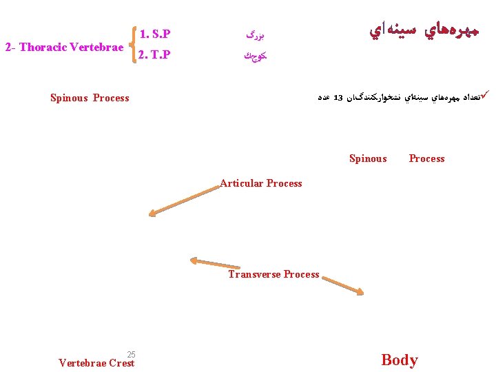 2 - Thoracic Vertebrae 1. S. P ﺑﺰﺭگ 2. T. P ﻛﻮچﻚ ﻣﻬﺮﻩﻫﺎﻱ ﺳﻴﻨﻪﺍﻱ