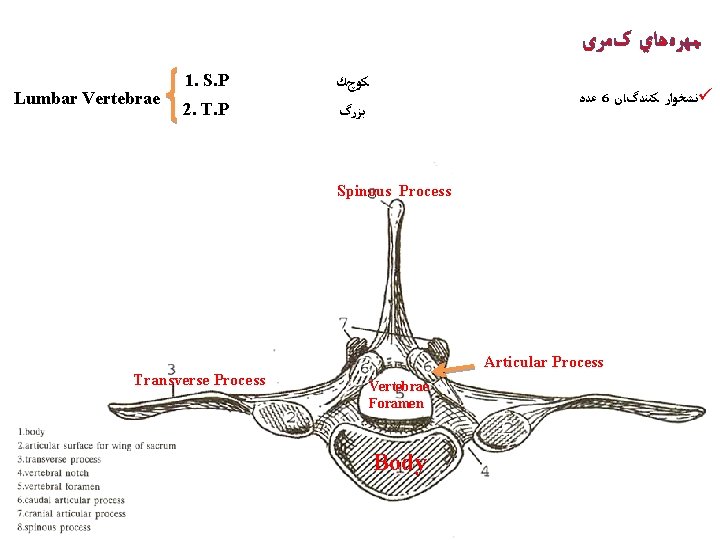  ﻣﻬﺮﻩﻫﺎﻱ کﻤﺮی Lumbar Vertebrae 1. S. P ﻛﻮچﻚ 2. T. P ﺑﺰﺭگ ﻋﺪﺩ