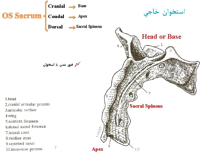 OS Sacrum Cranial Base Coudal Apex Dorsal ﺍﺳﺘﺨﻮﺍﻥ ﺧﺎﺟﻲ Sacral Spinous Head or Base