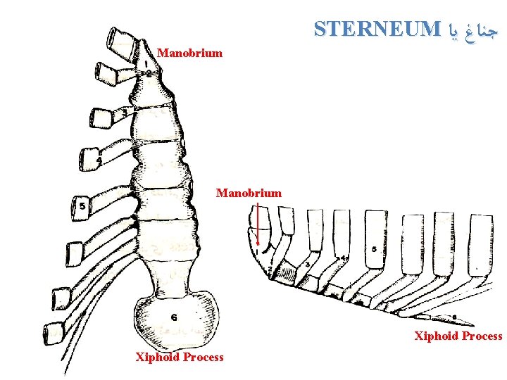 STERNEUM ﺟﻨﺎﻍ ﻳﺎ Manobrium Xiphoid Process 30 