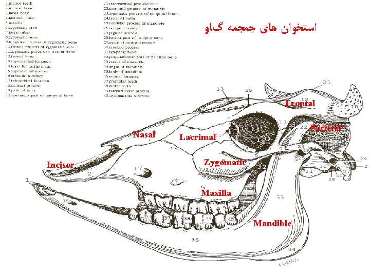  ﺍﺳﺘﺨﻮﺍﻥ ﻫﺎی ﺟﻤﺠﻤﻪ گﺎﻭ Frontal Nasal Parietal Lacrimal Zygomatic Incisor Maxilla Mandible 31