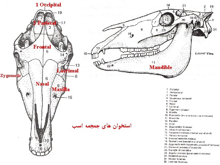 1 Occipital 2 Parietal Frontal Lacrimal Zygomatic Nasal Maxilla ﺍﺳﺘﺨﻮﺍﻥ ﻫﺎی ﺟﻤﺠﻤﻪ ﺍﺳﺐ 32