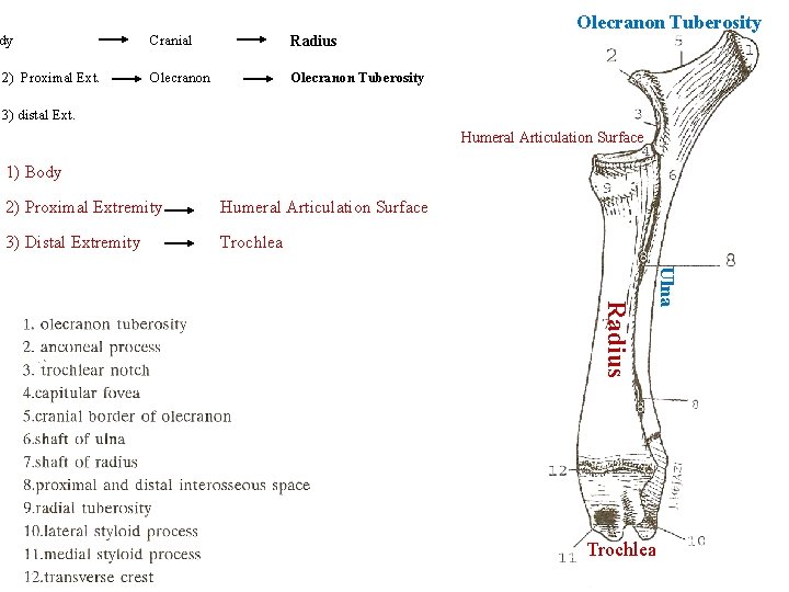 dy Cranial Radius 2) Proximal Ext. Olecranon Tuberosity 3) distal Ext. Humeral Articulation Surface
