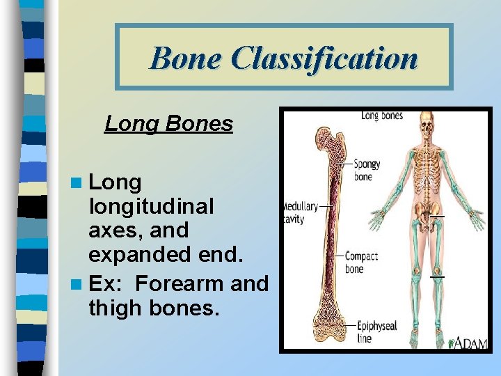 Bone Classification Long Bones n Long longitudinal axes, and expanded end. n Ex: Forearm