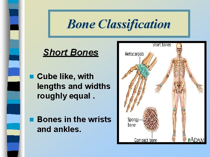 Bone Classification Short Bones n Cube like, with lengths and widths roughly equal. n