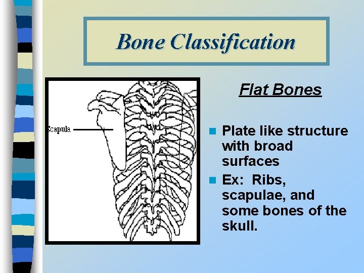 Bone Classification Flat Bones Plate like structure with broad surfaces n Ex: Ribs, scapulae,