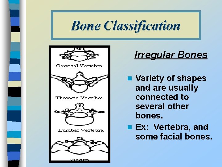 Bone Classification Irregular Bones Variety of shapes and are usually connected to several other
