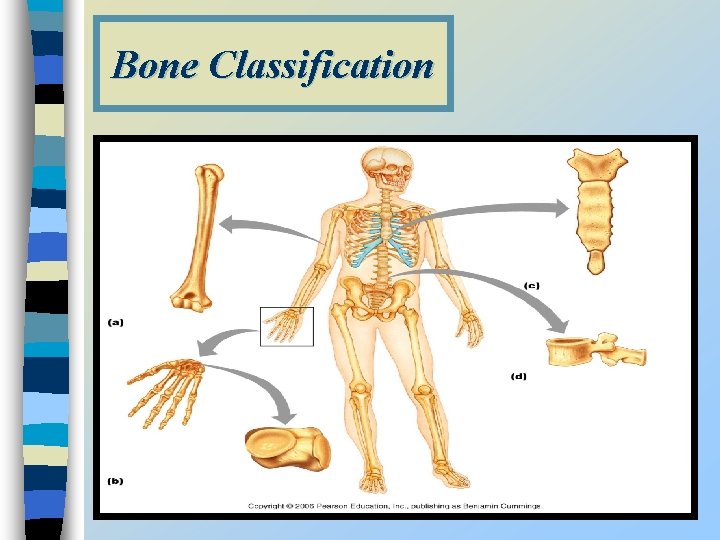 Bone Classification 