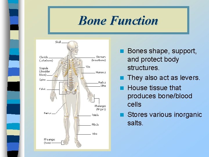 Bone Function Bones shape, support, and protect body structures. n They also act as