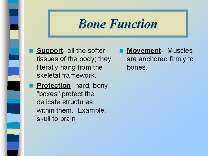 Bone Function Support- all the softer tissues of the body; they literally hang from