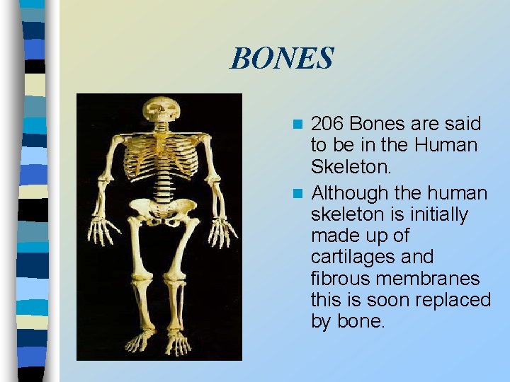 BONES 206 Bones are said to be in the Human Skeleton. n Although the
