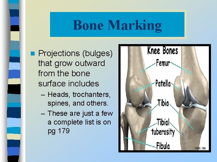 Bone Marking n Projections (bulges) that grow outward from the bone surface includes –