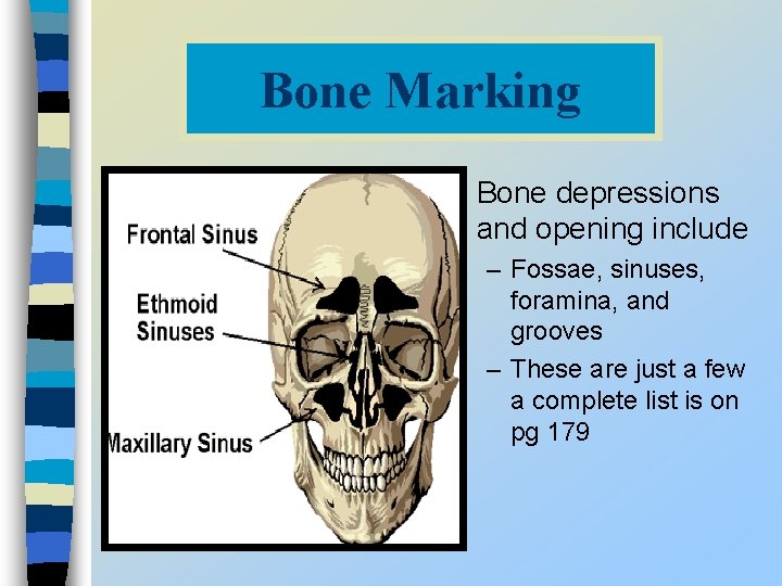 Bone Marking n Bone depressions and opening include – Fossae, sinuses, foramina, and grooves