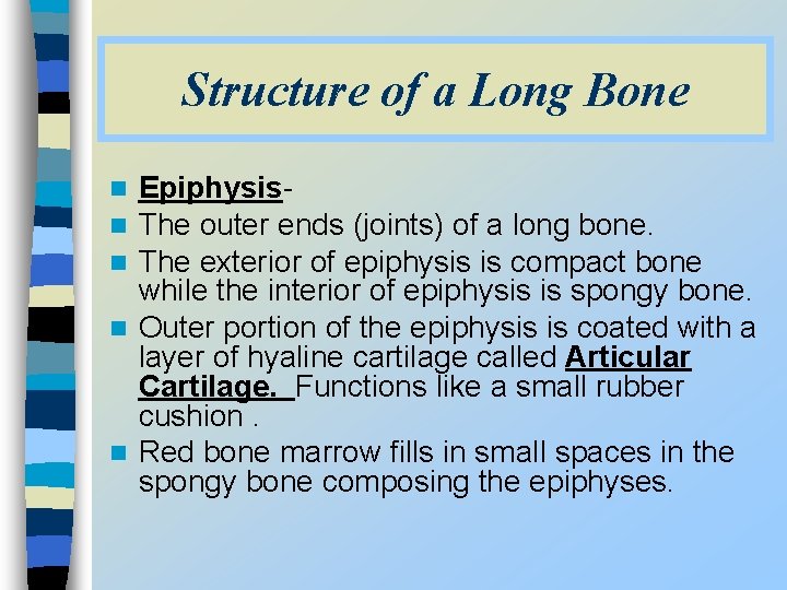 Structure of a Long Bone Epiphysis. The outer ends (joints) of a long bone.