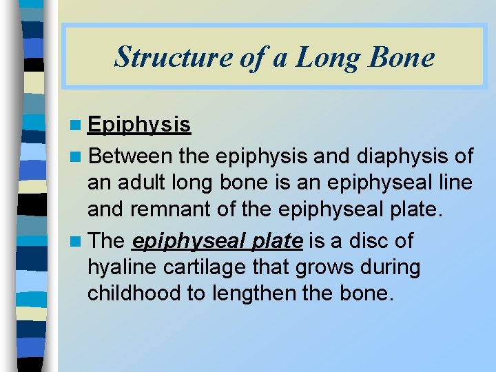 Structure of a Long Bone n Epiphysis n Between the epiphysis and diaphysis of