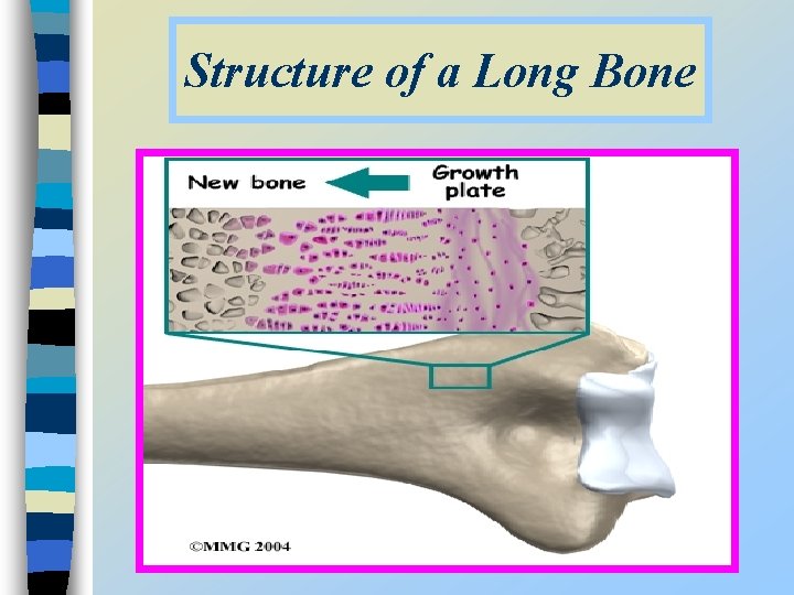 Structure of a Long Bone 