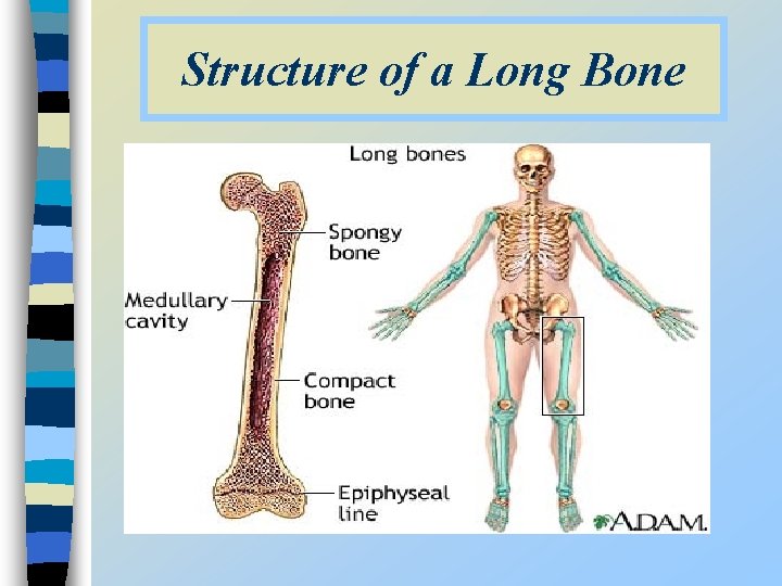Structure of a Long Bone n 