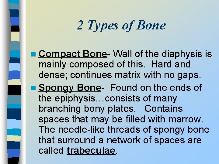 2 Types of Bone n Compact Bone- Wall of the diaphysis is mainly composed