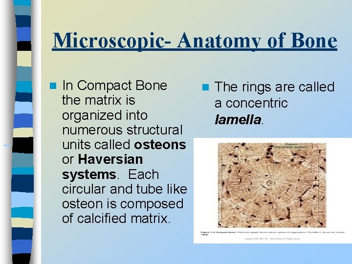 Microscopic- Anatomy of Bone In Compact Bone the matrix is organized into numerous structural