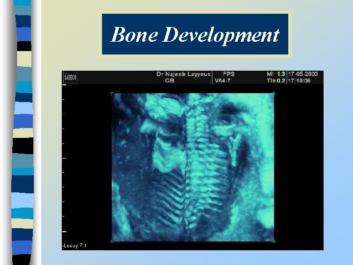 Bone Development 