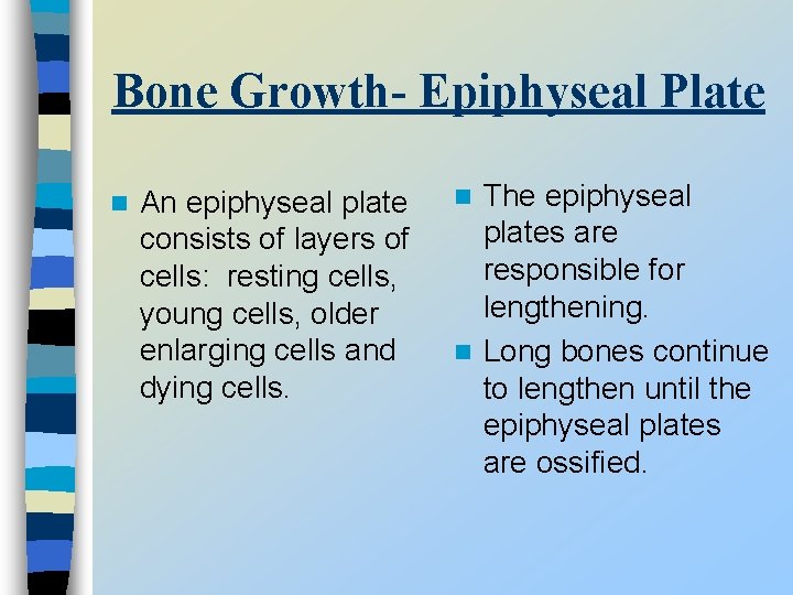 Bone Growth- Epiphyseal Plate n An epiphyseal plate consists of layers of cells: resting