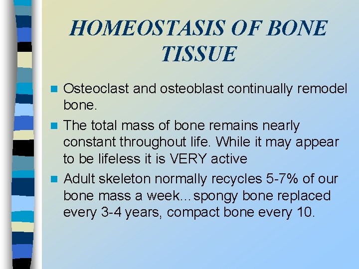 HOMEOSTASIS OF BONE TISSUE Osteoclast and osteoblast continually remodel bone. n The total mass