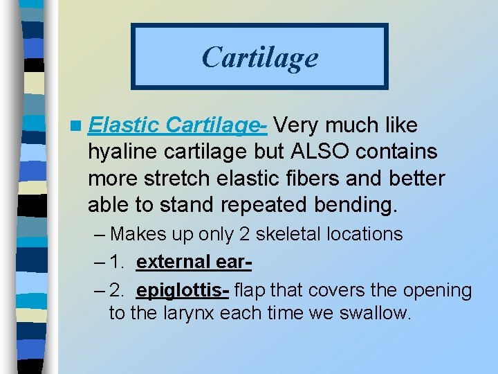 Cartilage n Elastic Cartilage- Very much like hyaline cartilage but ALSO contains more stretch