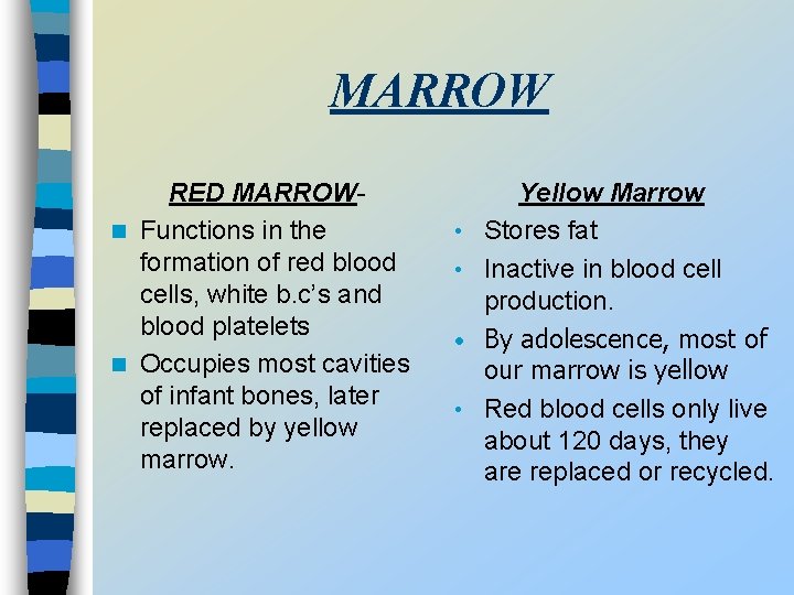MARROW RED MARROWn Functions in the formation of red blood cells, white b. c’s