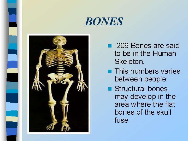 BONES 206 Bones are said to be in the Human Skeleton. n This numbers