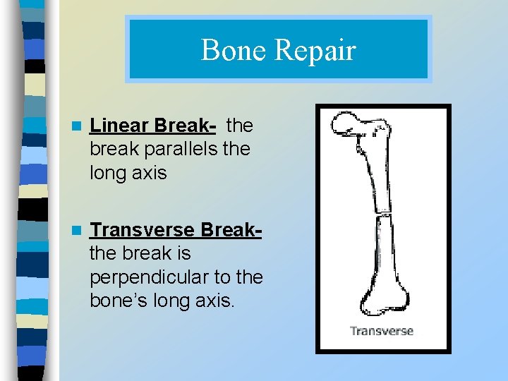 Bone Repair n Linear Break- the break parallels the long axis n Transverse Breakthe