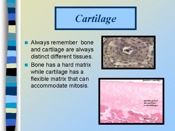 Cartilage Always remember bone and cartilage are always distinct different tissues. n Bone has