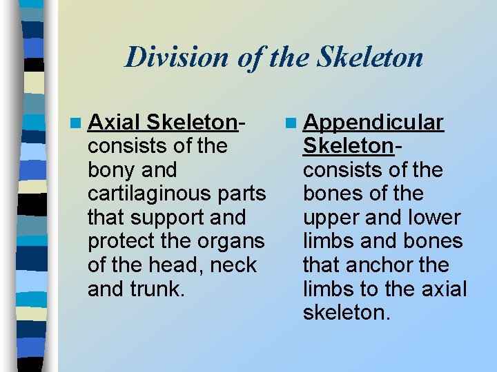 Division of the Skeleton n Axial Skeletonn Appendicular consists of the Skeletonbony and consists