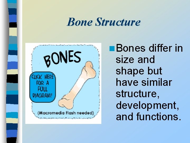 Bone Structure n Bones differ in size and shape but have similar structure, development,