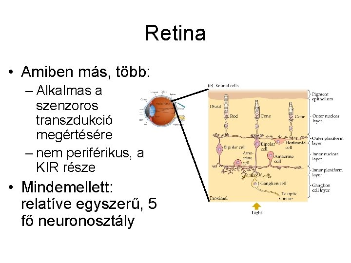 Retina • Amiben más, több: – Alkalmas a szenzoros transzdukció megértésére – nem periférikus,